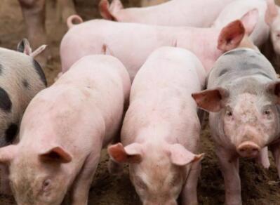 屠企对高价猪源采购积极性不高开始减量压价