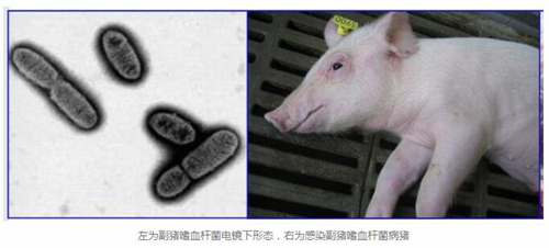 副猪难防难治，是因为健康猪体内也有，养猪人要这样防？