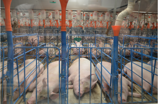 我作为世界养猪大国，中国对优良猪种的需求逐年增加。但目前国内种猪选育工作与国外相比仍存在较大差距，在养猪生产中对国外优良种猪依赖程度高，存在“引种—维持—退化—再引种”的现象。