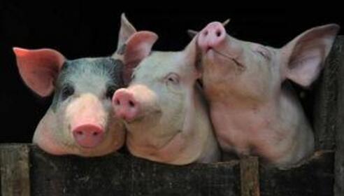 记者在浙江杭州某市场了解到，这里的猪肉价格近期出现了小幅上涨，主要原因还是与天热和运输损耗有关，非洲猪瘟的影响目前还不明显。