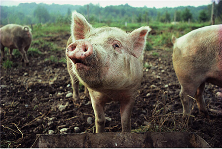 生猪市场8月上旬疫病频发，接下来下旬将如何走？