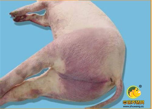 非洲猪瘟（简称ASF）是由非洲猪瘟病毒感染引起的猪的一种急性、热性、高度接触性传染病，是世界动物卫生组织（OIE）法定报告的动物疫病，我国将其列为一类动物疫病。以临床症状程度不同，可分为超级性型、急性型、亚急性型和慢性型。超急性型：无症状突然死亡，急性型ASF：局部皮肤变红或变蓝。