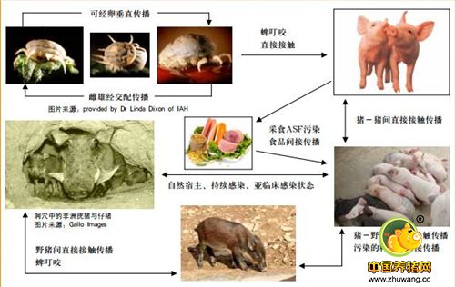 非洲猪瘟在猪—野猪—蜱—猪间传播。