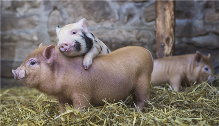 非洲猪瘟对养猪行业带来的只有坏处吗？