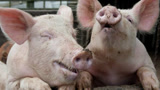 疫区猪价反弹！关于非洲猪瘟对猪价的影响，他们这样说……