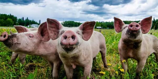 猪肉股今日普涨，非洲猪瘟究竟影响几何？