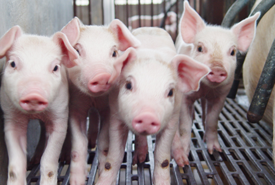 饲料因素对猪采食量影响方面分析！