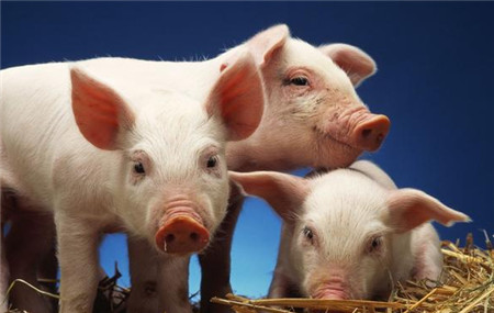 非洲猪瘟打乱猪周期，三季度生猪存栏量或继续下降？