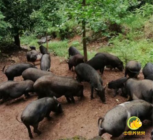 为什么放养的猪，价格比普通饲料养的猪高好几倍，人们也愿意买呢？看看这养殖环境就知道了。