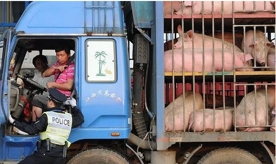 非洲猪瘟疫区猪肉卖不动！当前检疫环节能否阻止疫情蔓延？