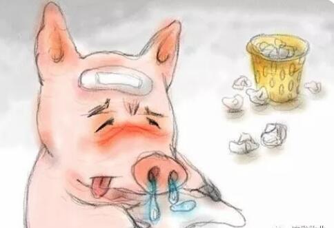 流涕、咳嗽、扎堆！秋季猪流感来了！如何轻松搞定？