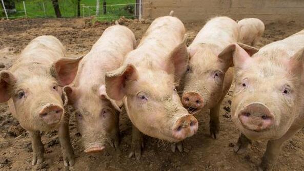 猪群一到育肥舍就开始咳嗽，养殖户知道是什么问题怎么解决吗？