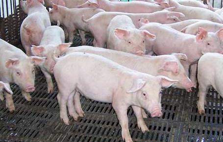 8月31日全国生猪市场价格分析：多事之秋，猪价刚稳，第五起非洲猪瘟就来了...
