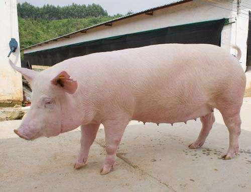 帮你科学节省养猪饲料的9个细节，养猪人值得一看！