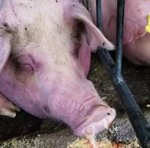 这种猪病秋季发病率极高，稍不留神猪会口鼻流血而死！