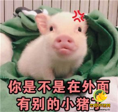 猪猪表情包:这只猪很是可爱