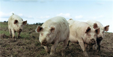 怎样防治猪传染性胃肠炎，可以这样做！