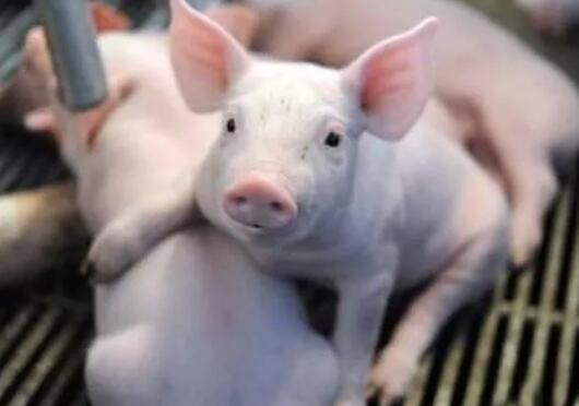 腹泻高发季即将来临，猪场该如何实现“防患于未然”？