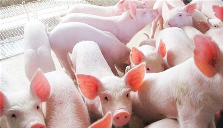 猪病呈多种疫病交叉混合感染趋势