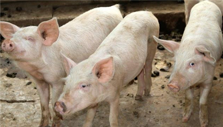 疫情频繁下环保禁养仍在继续，猪农整日提心吊胆！
