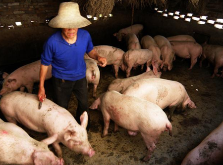 猪市危局“猪卖不出，肉买不到”，未来猪价到底如何走？