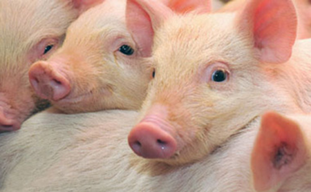 猪的特性——猪为什么对温度比其它动物敏感？