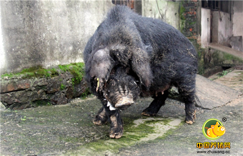 ֔֔这头公猪有着耐粗饲、抗病强、皮薄毛厚、骨头细、肉香等特点