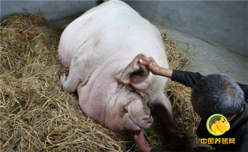 在浙江泰顺柳峰乡梧村，孤寡老人高老汉养了一头明星猪