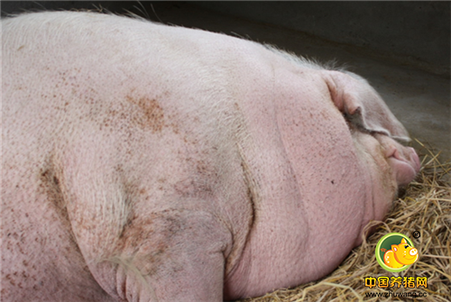 猪王就这样幸福的生活着，直到它的体重达到了1100多公斤
