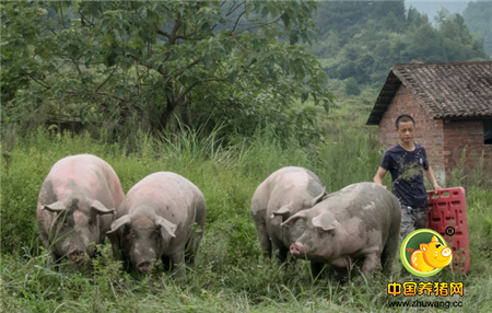 刘家亮在大山里承包了一片荒地，开始自己的养猪事业。