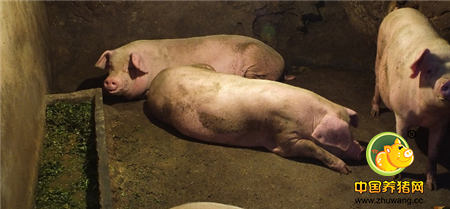 张大伯、李大妈家养殖的4头肉猪，均重已在二三百斤