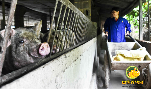 张丽华每天上午和晚上都会给猪圈的添加饲料