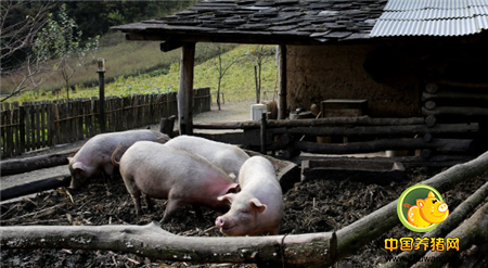 4头猪都是留着杀年猪的，这些猪吃的都是自家种的萝卜白菜红薯包谷