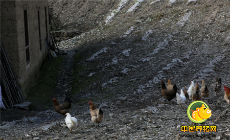老赵家散养着二三十只鸡，土鸡蛋吃不完
