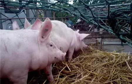 猪的病毒性传染病——猪流行性感冒！
