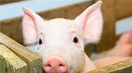 用以下方法解决猪只寄生虫病更有效！