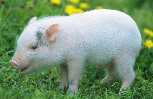 河南的猪价虽然很低，但今天有一个好消息，养猪人想听吗？