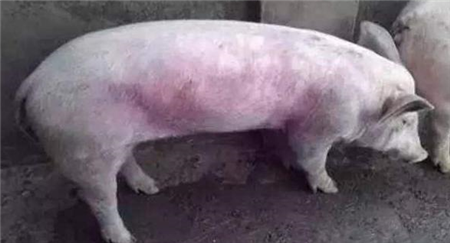“紫薯猪”是如何形成的？千万别搞错病因！