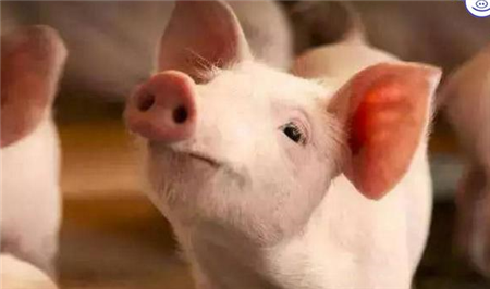 猪为什么会出现“油皮病”？这可不是小问题会死猪的！
