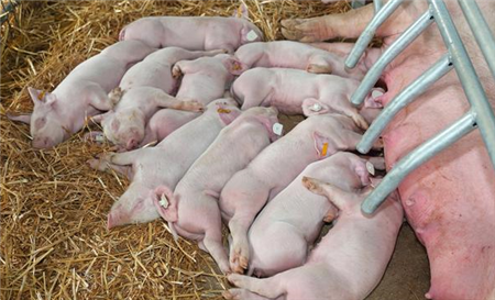 前列腺素和摧产素在猪产科上的应用...