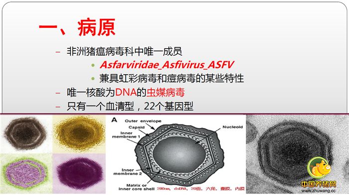 一、病原 –非洲猪瘟病毒科中唯一成员 Asfarviridae Asfivirus ASFV 兼具虹彩病毒和痘病毒的某些特性 –唯一核酸为DNA的虫媒病毒 –只有一个血清型，22个基因型