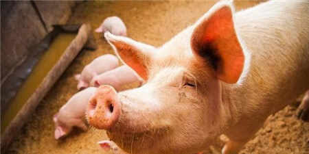 猪市：国庆猪肉需求加大？猪贩子却说这次猪价涨不了！