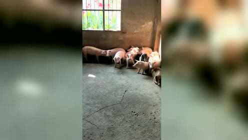 一群猪跑到角落里，最后一刻，小猪那一哆嗦，太搞笑了