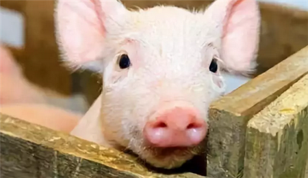 面对疫情，猪场如何有效消毒？