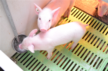 “禁养”政策再次加强，看天兆猪业如何做到三无养猪？