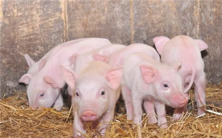 猪不同阶段拉稀腹泻的原因和防治措施（齐全收藏）！