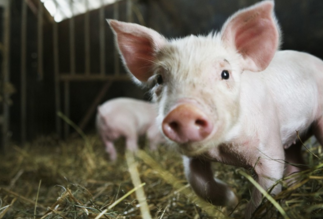 近期生猪价格普遍下跌主要是受到中秋节后猪肉消费疲软态势影响所致。专家预计国庆节对猪价提振幅度有限，而在国庆节后仍将出现需求不振的情况，并使10月猪价陷入弱势。