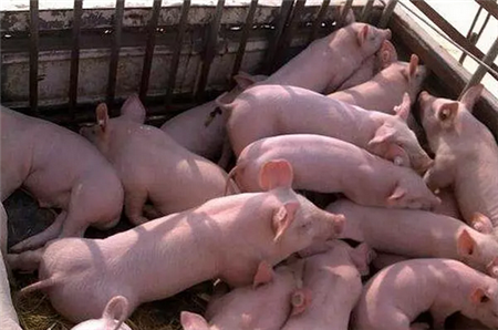 规模养猪场生物安全评估清单的建立与示例