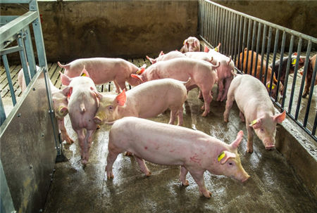 西班牙科学家构建重组减毒活疫苗可预防非洲猪瘟