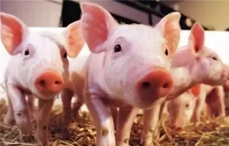 猪产房的饲养管理程序，建议收藏！